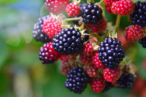 Blackberry chester fruit