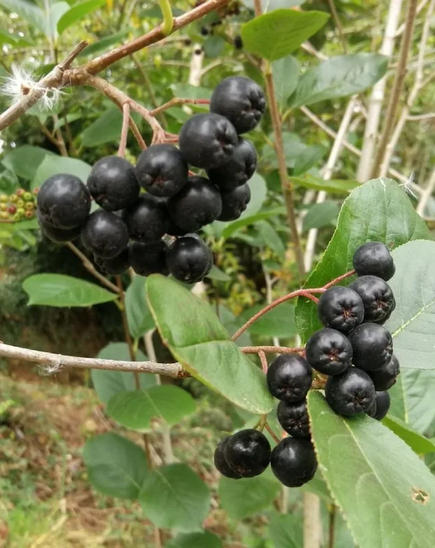 Comer aronia beneficios salud