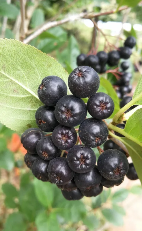 vida saludable comer aronia