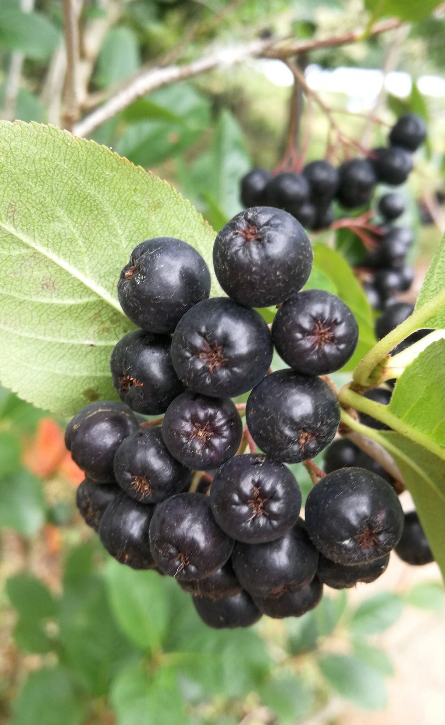 vida saludable comer aronia