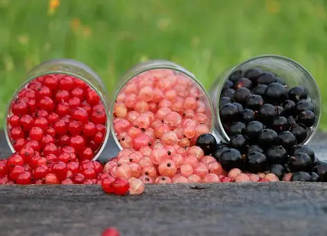 grosella roja, blanca y negra