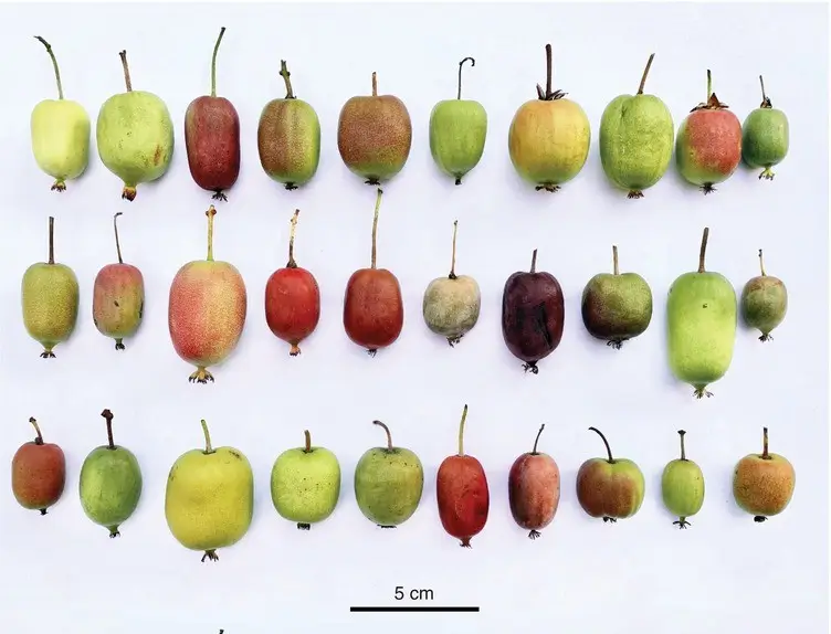Frutos de mini kiwi kiwio de diferentes variedades y tamaos