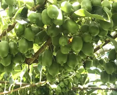 Frutos del kiwio, mini enano kiwi, kiwiberry