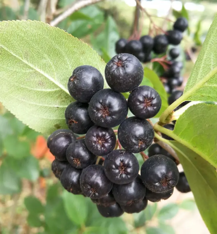 Frutos de las plantas de aronia melano