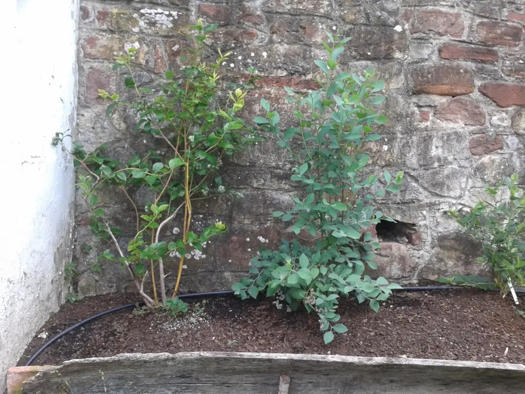 Cmo plantar arndanos correctamente en tu huerto, jardn o terraza