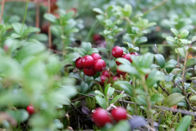 Frutos silvestres de arndano rojo