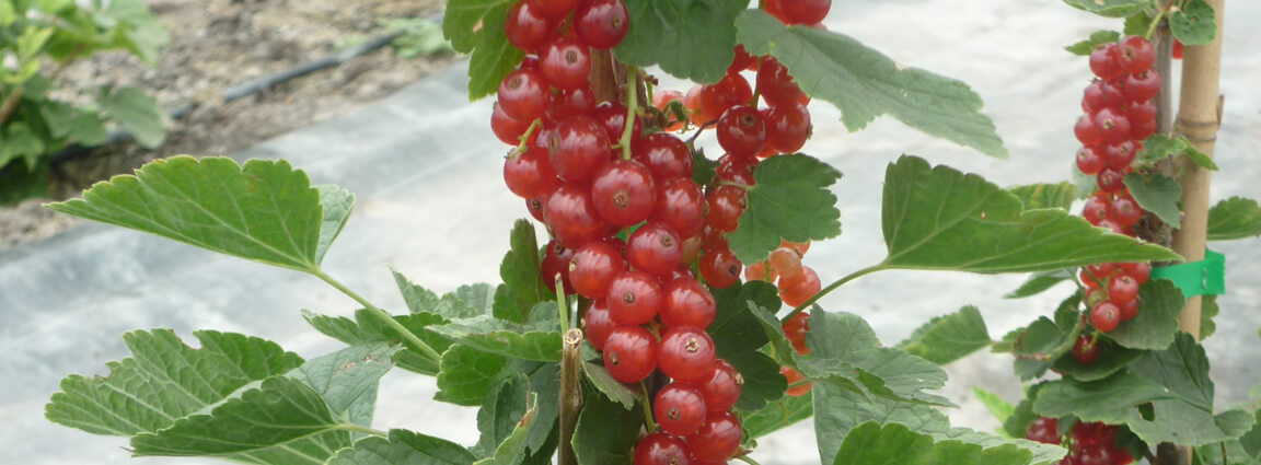 red currant and_black currant plan