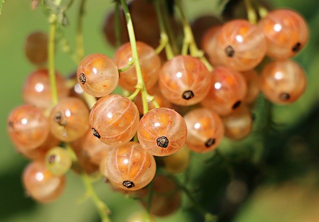 groselha branca Ribes sativum