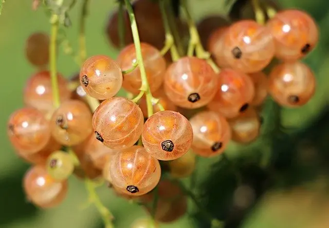 Grosella blanca Ribes sativum