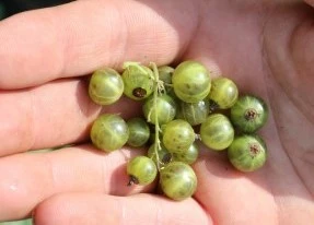 Venta online planta grosella verde, Ribes nigrum