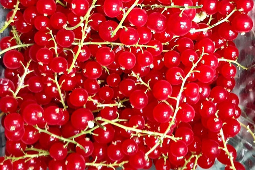 red currant