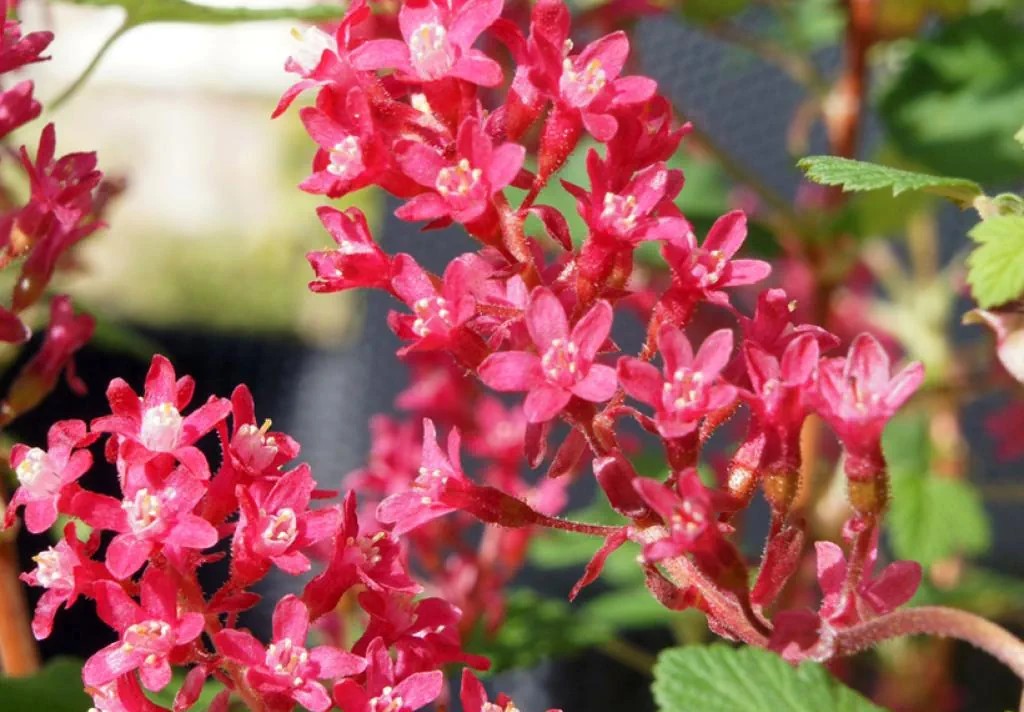 Grosellero de invierno Amore, Ribes sanguineum