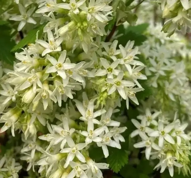 Grosellero floral blanco, oregon snowflake