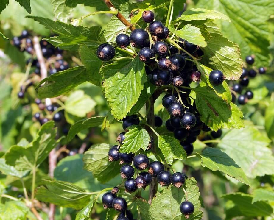 Venda online plantas groselheira preta, Ribes nigrum