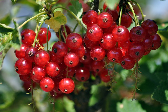 Venda online plantas groselheira vermelha, Ribes rubrum