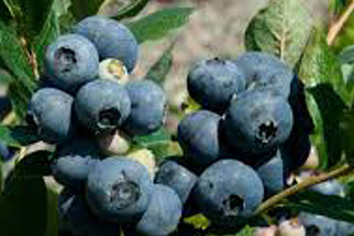 Blueberry Gupton