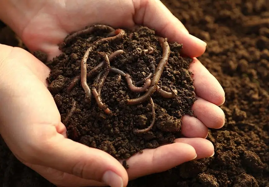 Humus de lombriz natural ecologico