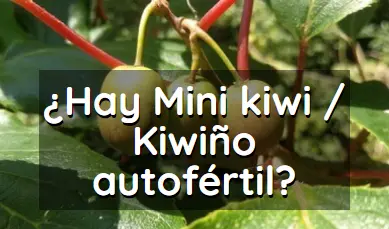 mini kiwi kiwino autofertil