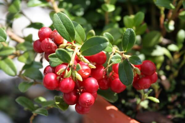 Arandano rojo europeo lingonberry