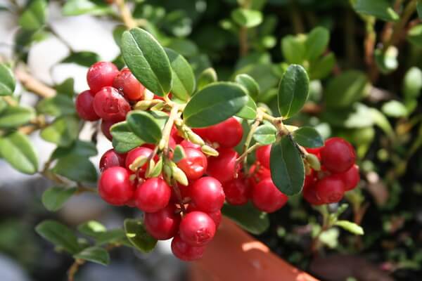 Arandano rojo europeo lingonberry Vaccinium vitis-idaea