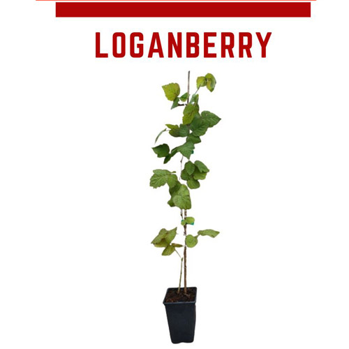 Planta de frambuesa - zarzamora loganberry