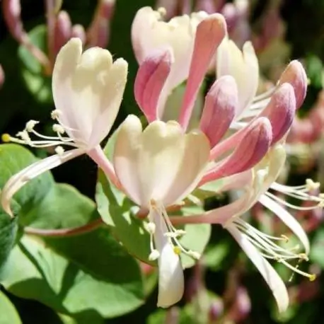 Planta perfoliante de madressilva italiana 2L