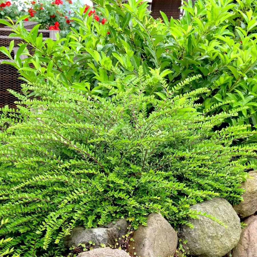 Madreselva arbustiva Maigr�n Lonicera nitida