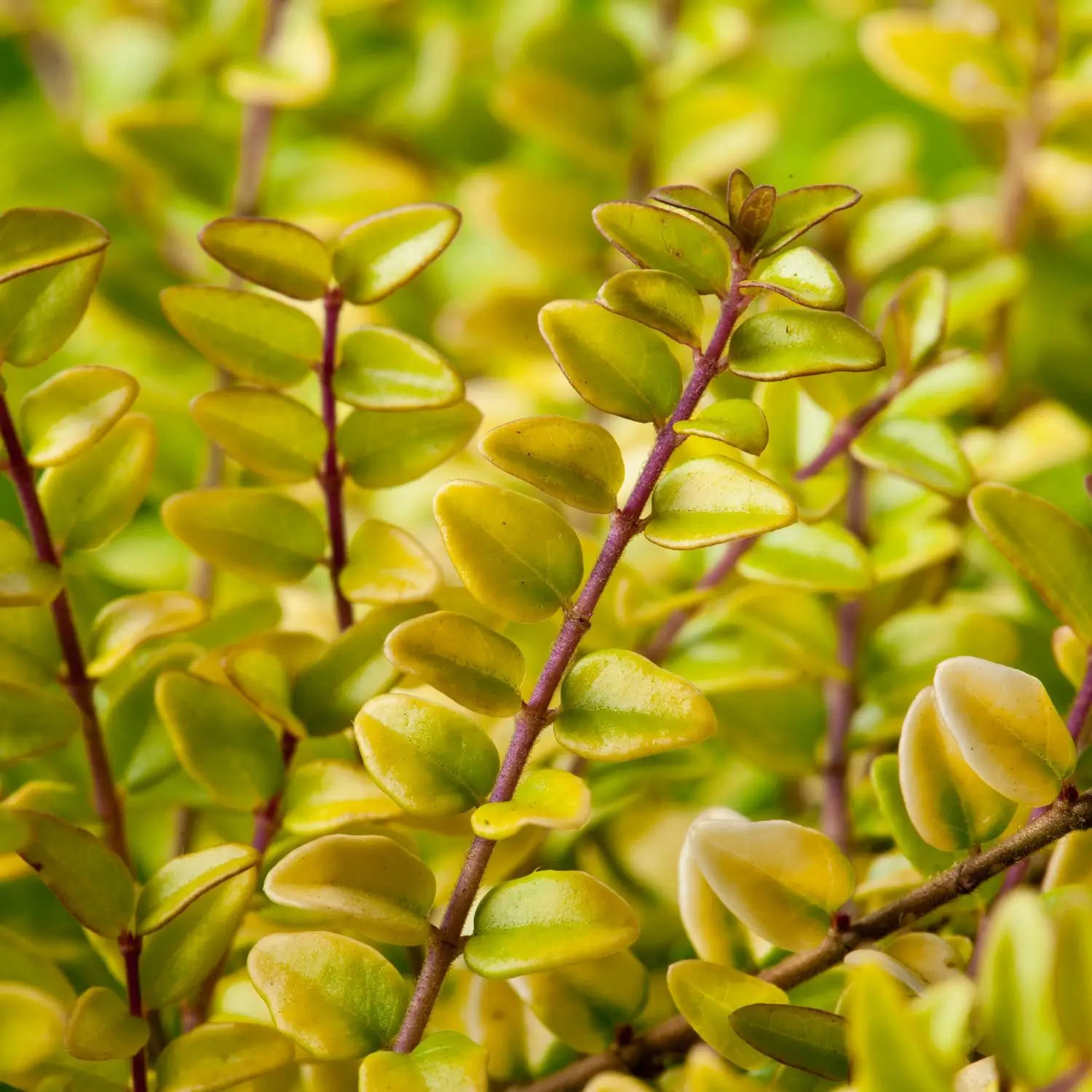 Madreselva arbustiva dorada Baggesen`s Gold Lonicera nitida
