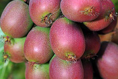 Venta online de plantas de mini kiwi ananasnaya