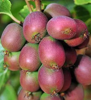 Venta online de plantas de mini kiwi ananasnaya, actinidia arguta