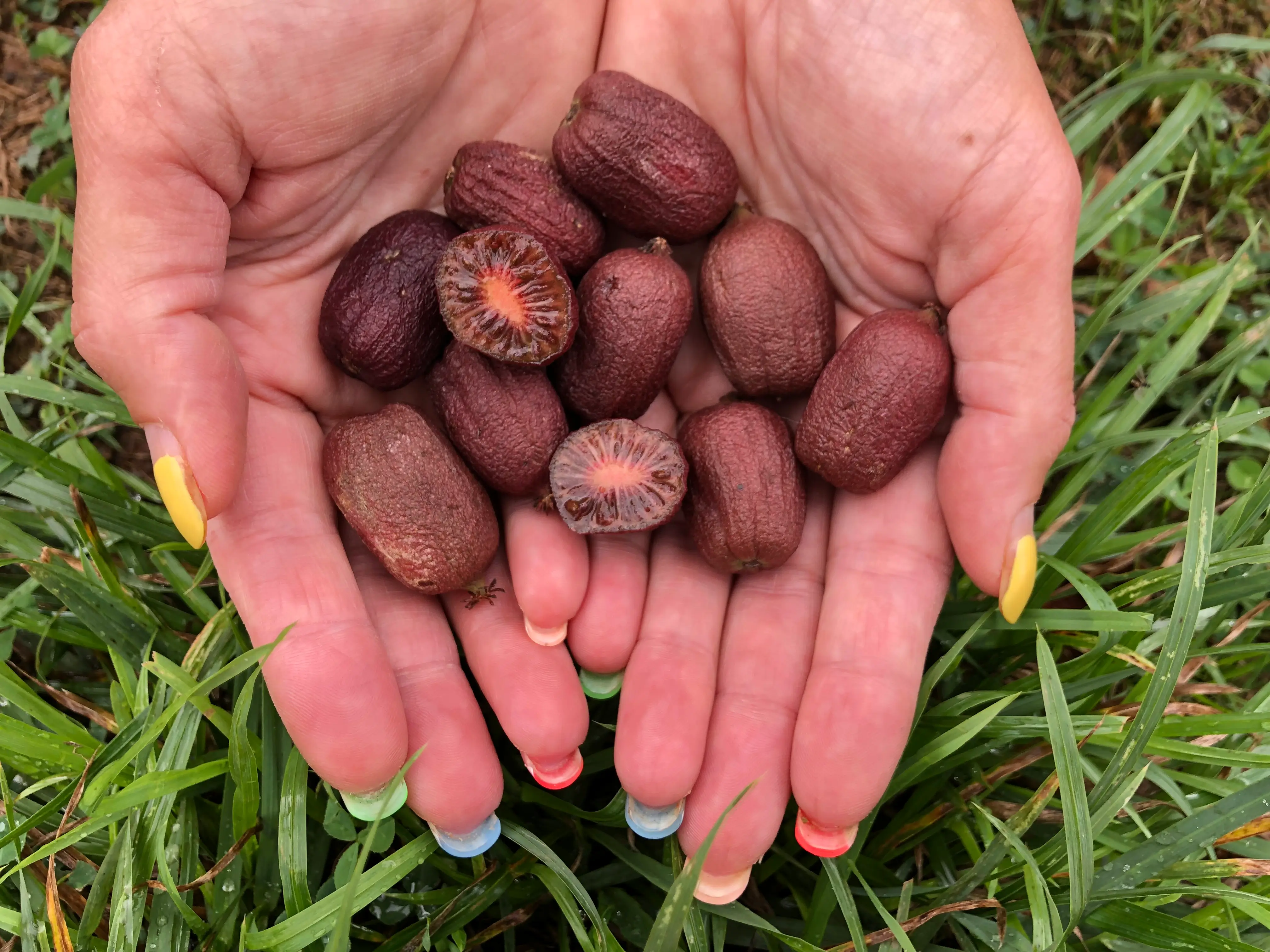 Que diferencia la piel mini kiwi vs kiwi