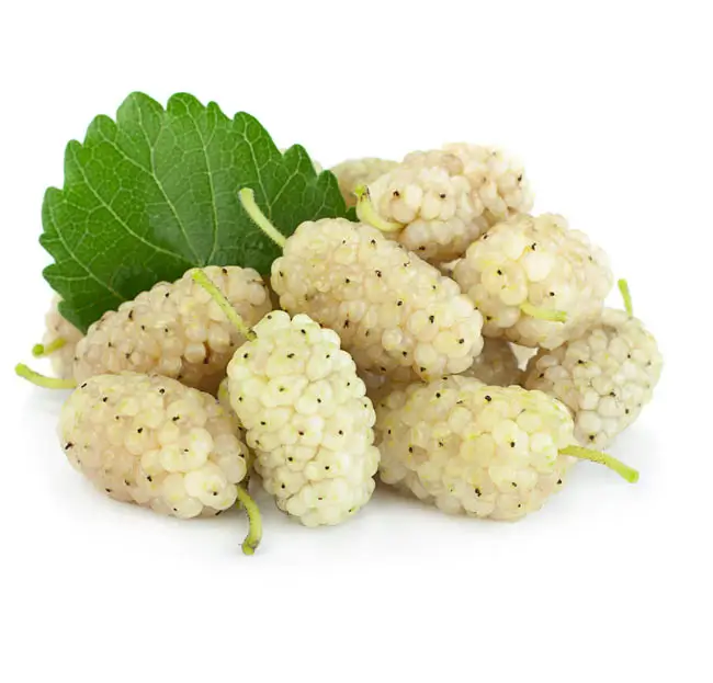 Morera blanca morus alba