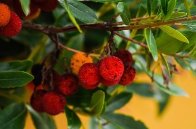 O que  o medronheiro, arbutus unedo
