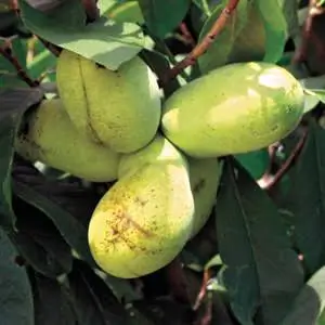 Paw paw banano de monta�a autofertil Sunflower Asimina triloba