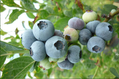 Venta online de plantas de arndano blue gold