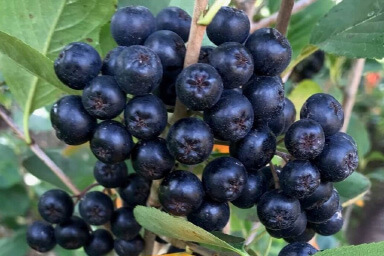 Venta online de plantas de Aronia, Aronia melanocarpa