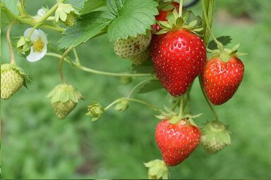 Strawberries consulting