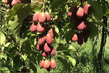 Venta online de plantas de mini kiwi bingo, actinidia arguta