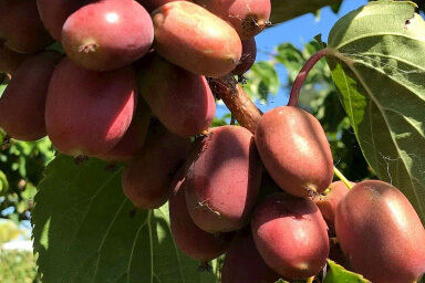 Venta online de plantas de mini kiwi scarlet september
