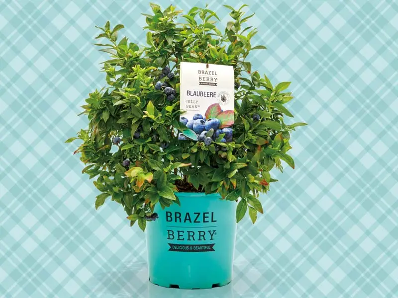 Venta online plantas Brazelberry Jelly Bean