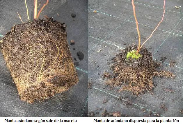 como preparar las plantas de arándano y su raíz antes de plantar