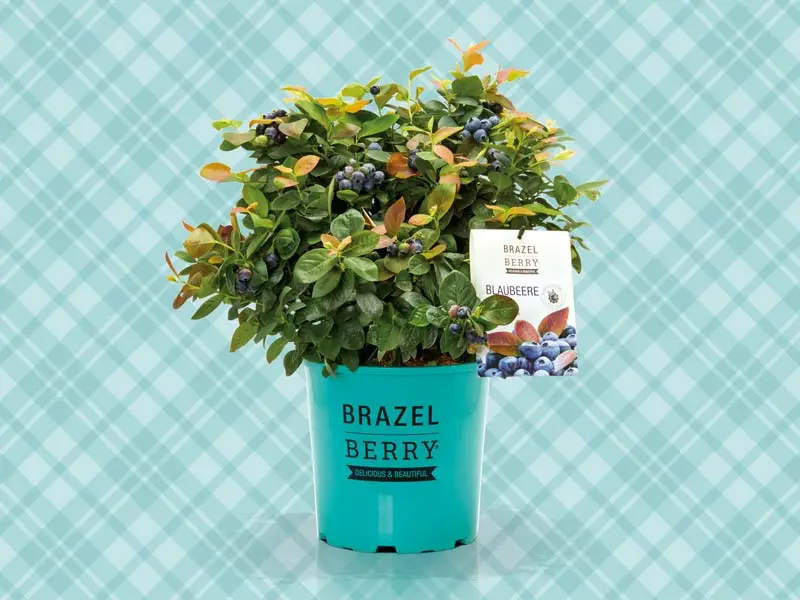 Venta online plantas Brazelberry Peach Sorbet