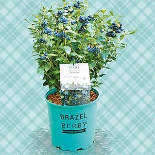 Planta de arandano Brazelberry Perpetua doble cosecha