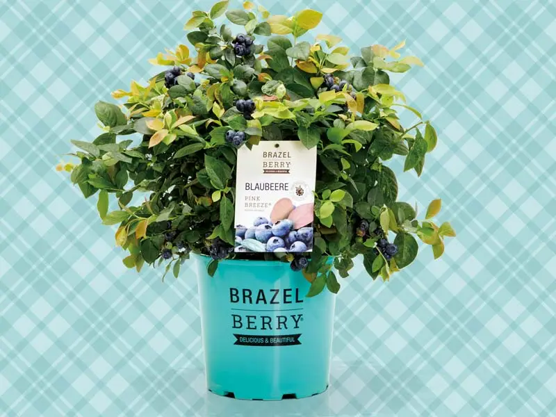 Planta de arndano Brazelberry Pink Breeze 