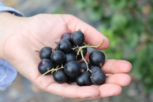 Venta online planta Jostaberry