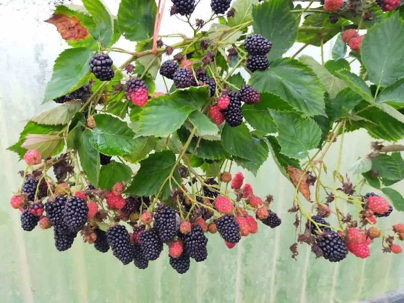 planta de zarzamora con frutos grandes