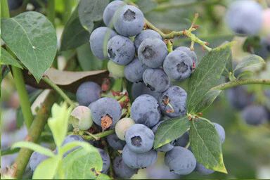 Venta online de plantas de  Arándano LEGACY