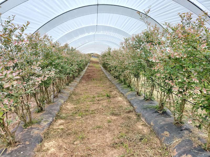 Plantacion de Centra blue y Sky blue Rabbiteye