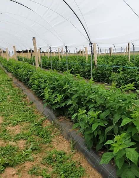 Plantacin de frambuesa roja en Asturias