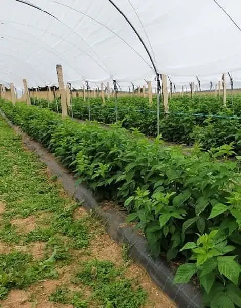 Plantacin de frambuesa roja en Asturias